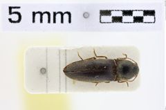 Foto (Dorsalansicht) von Silesis vignai (Platia & Schimmel, 1991) (NHMW-ZOO-COL-0008870)
